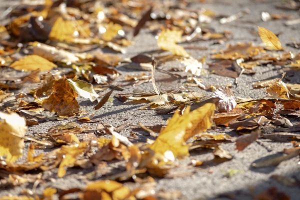 Des feuilles d'automne sur une allée