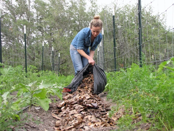 Dépose de feuille mortes dans un potager